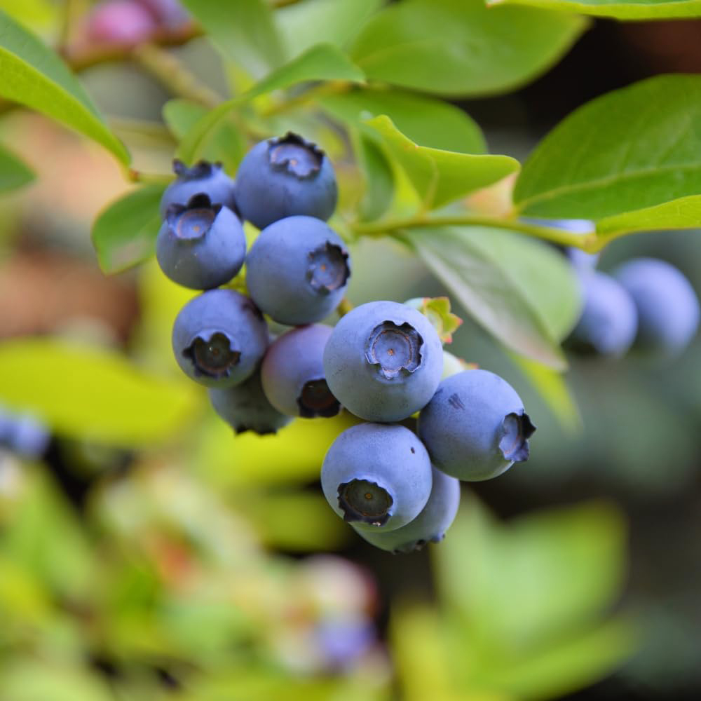 Thompson and Morgan Blueberry Duo Potted Plant 9cm 2 Pack Image 2