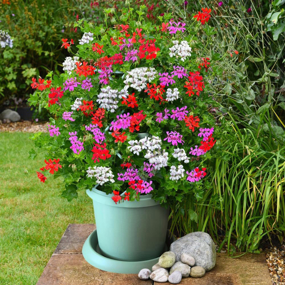 Thompson and Morgan Geranium Peltatum Trio Plant Pot 10.5cm 3 Pack Image 2