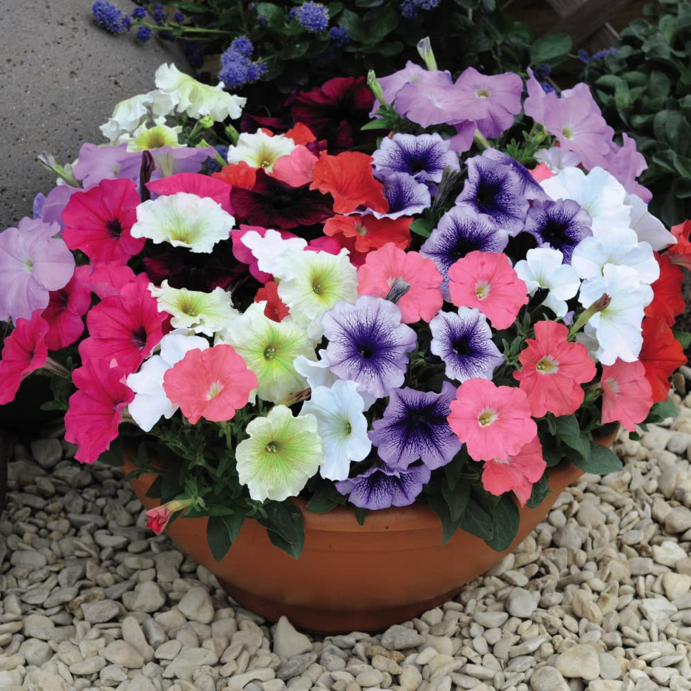 Thompson and Morgan Petunia F1 Frenzy Mixed Garden Ready Plant 15 Pack Image 4
