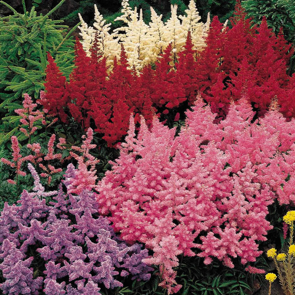 YouGarden Astilbe Plum Bouquet Mix Bare Root 5 Pack Image 1