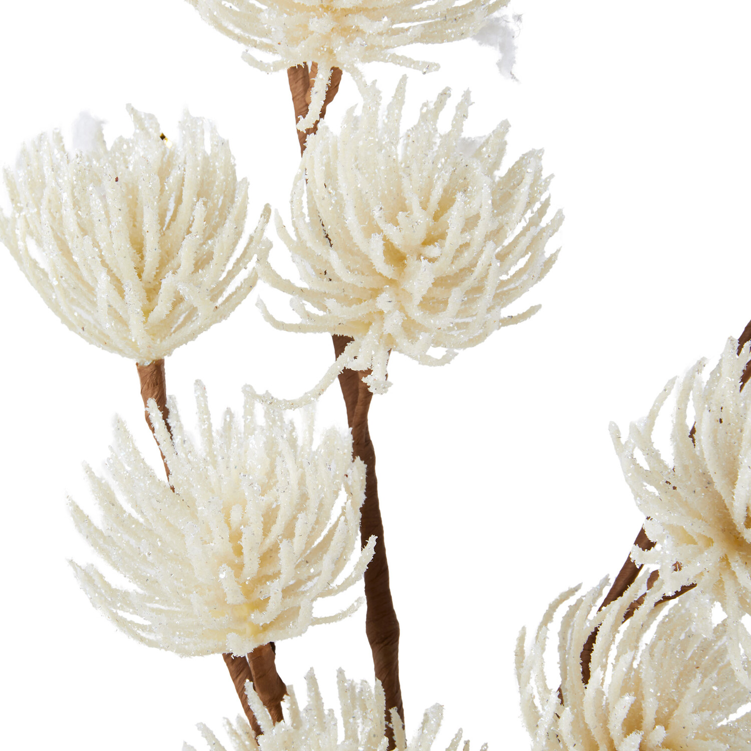 White Thistle Stem Image 3