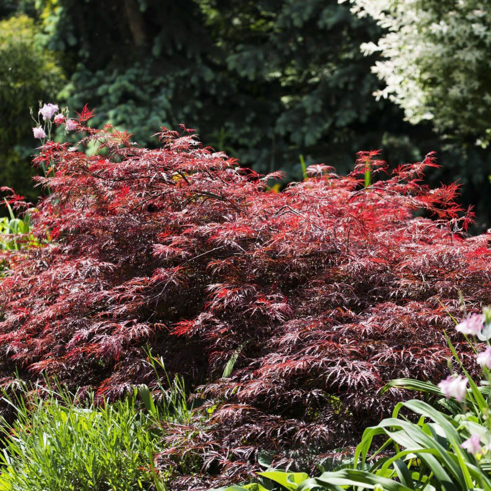 Thompson and Morgan Acer Palmatum Emerald Lace Plant Pot 3L Image 3