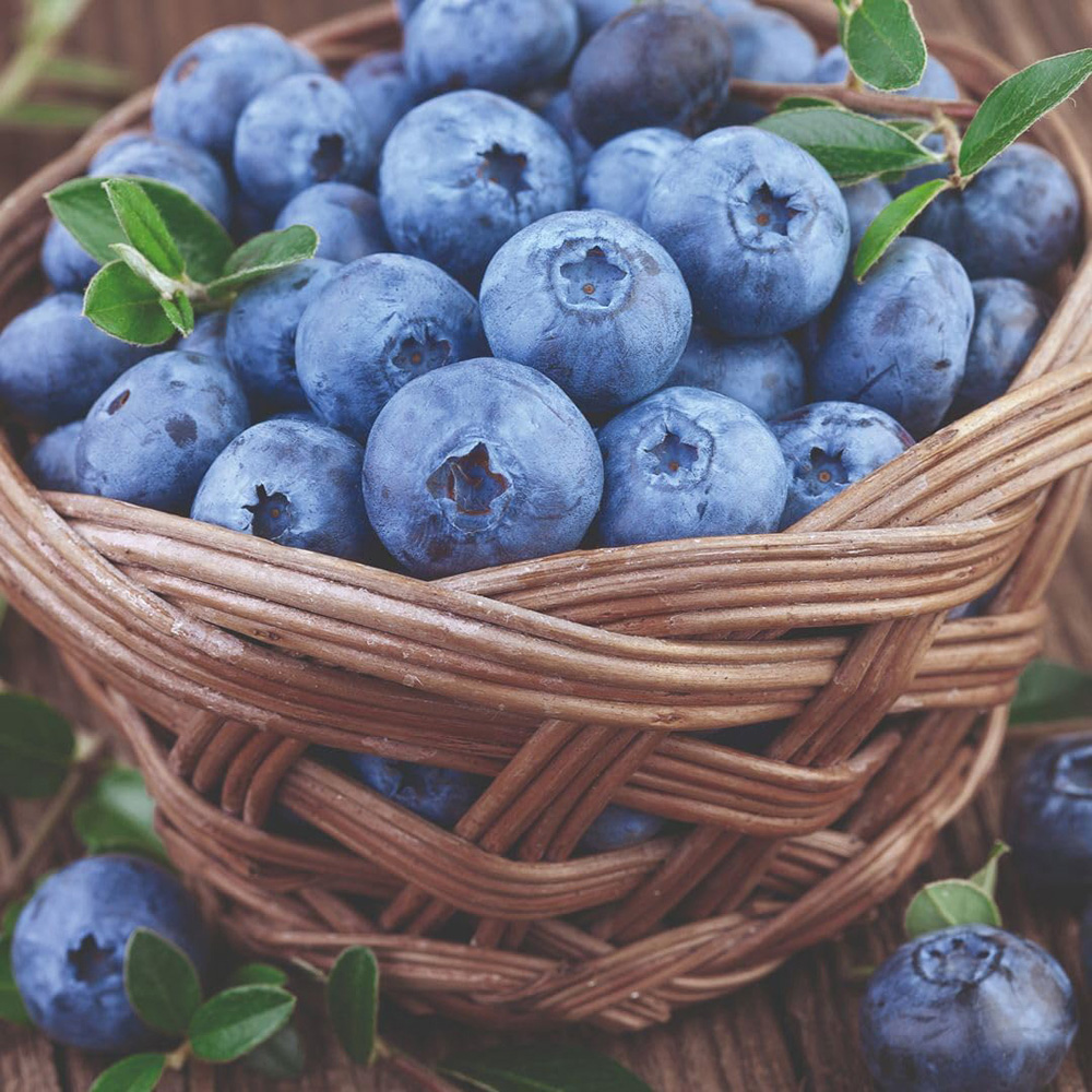 Thompson & Morgan Bluegold Blueberry Plant Pot 3L Image 3