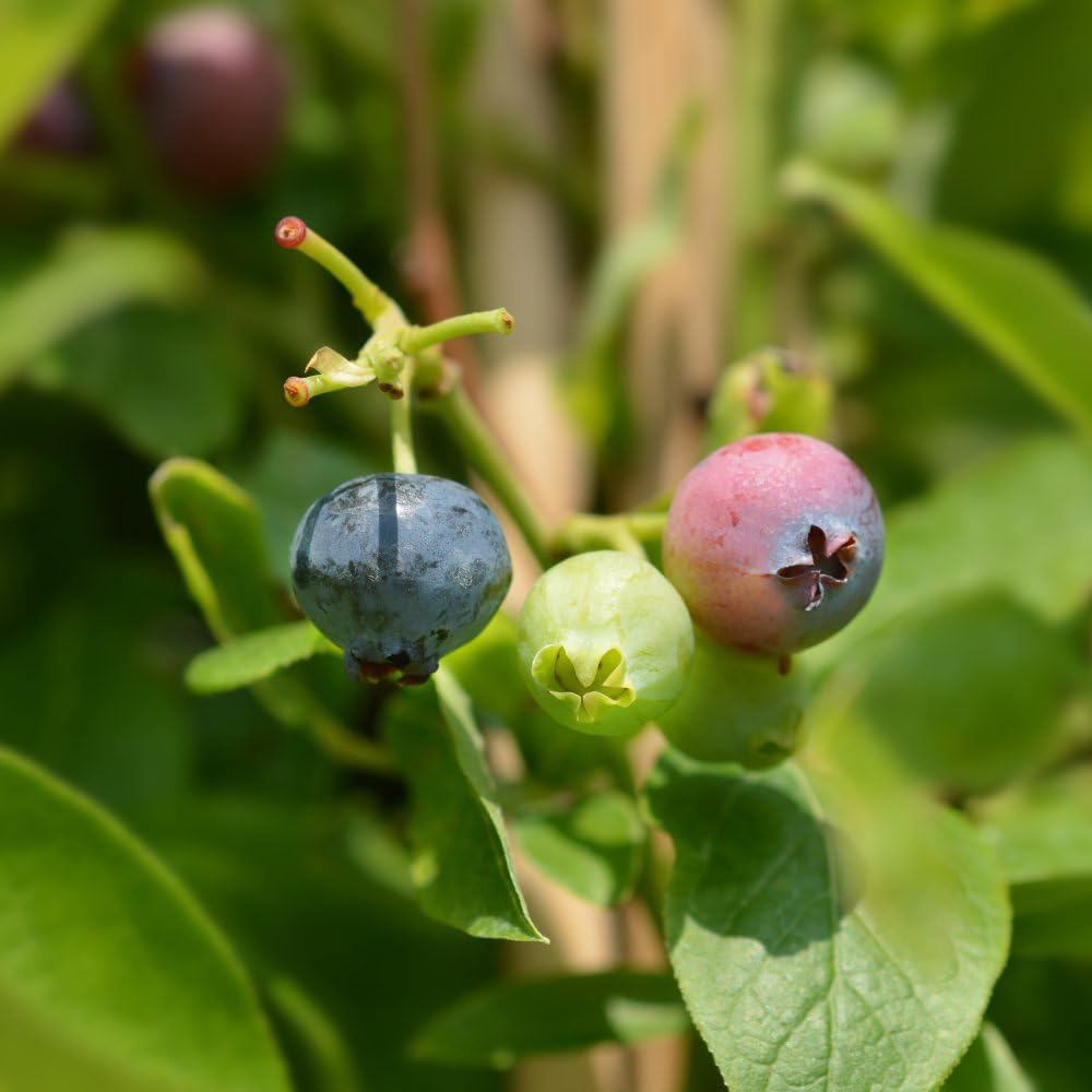 Thompson and Morgan Blueberry Duo Potted Plant 9cm 2 Pack Image 3