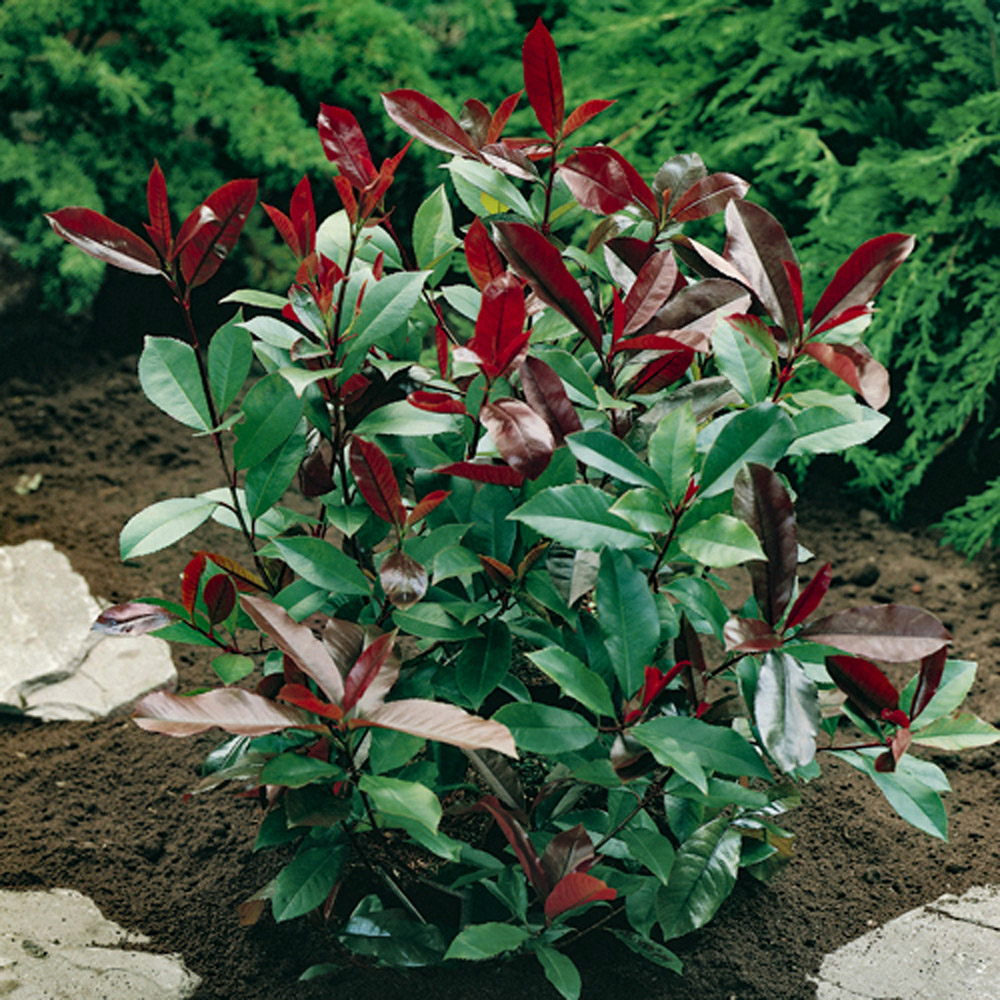 YouGarden Photinia Red Robin Hedging Plant in Pot 9cm 24 Pack Image 2