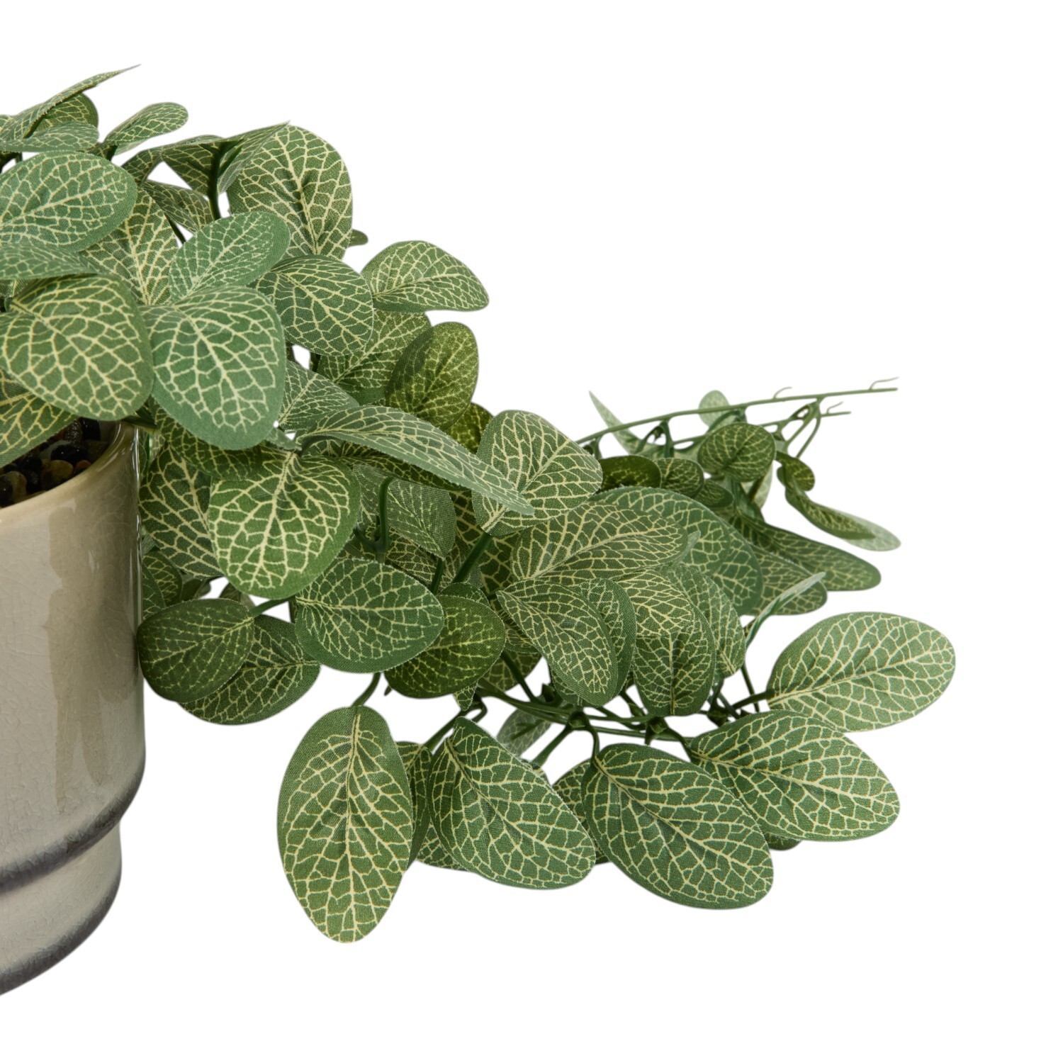 Trailing Fittonia in Pot Sage Image 5