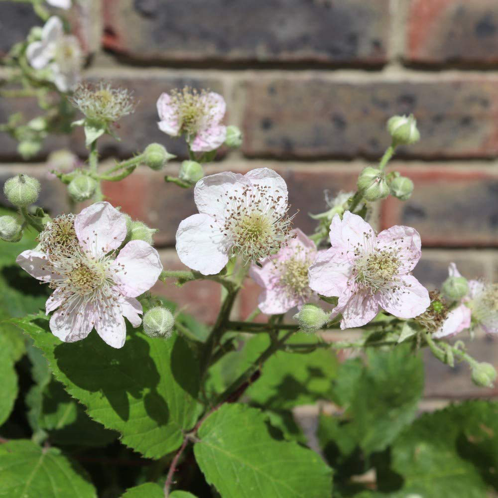 Thompson & Morgan Blackberry Rubus Coolaris Patio Potted Plant 9cm 3 Pack Image 2