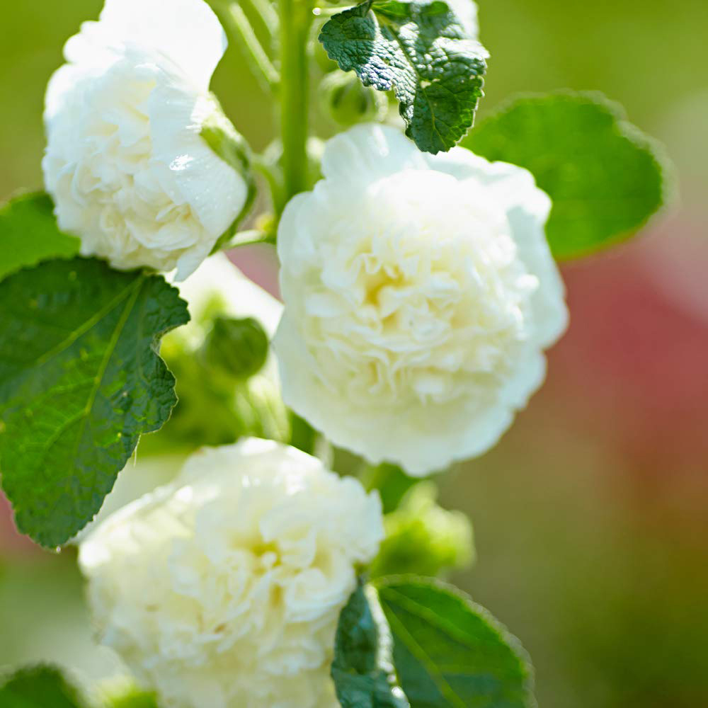 Thompson & Morgan Hollyhock Chaters Doubles Bare Root 6 Pack Image 2
