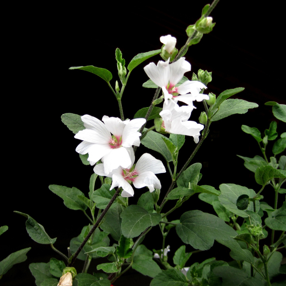 Thompson and Morgan Lavatera Barnsley Baby Plant Pot 9cm Image 4