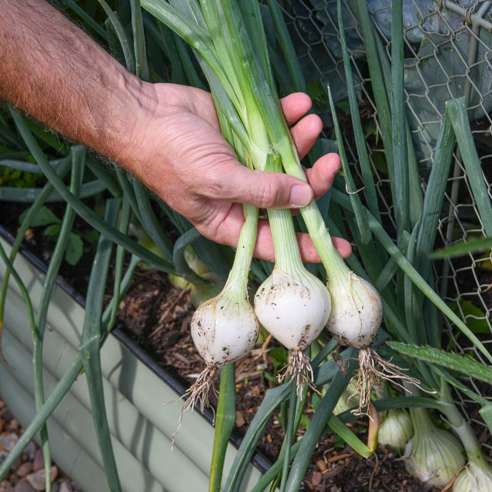 Thompson and Morgan Onion Allium Cepa Starlight Seed Packet Image 2