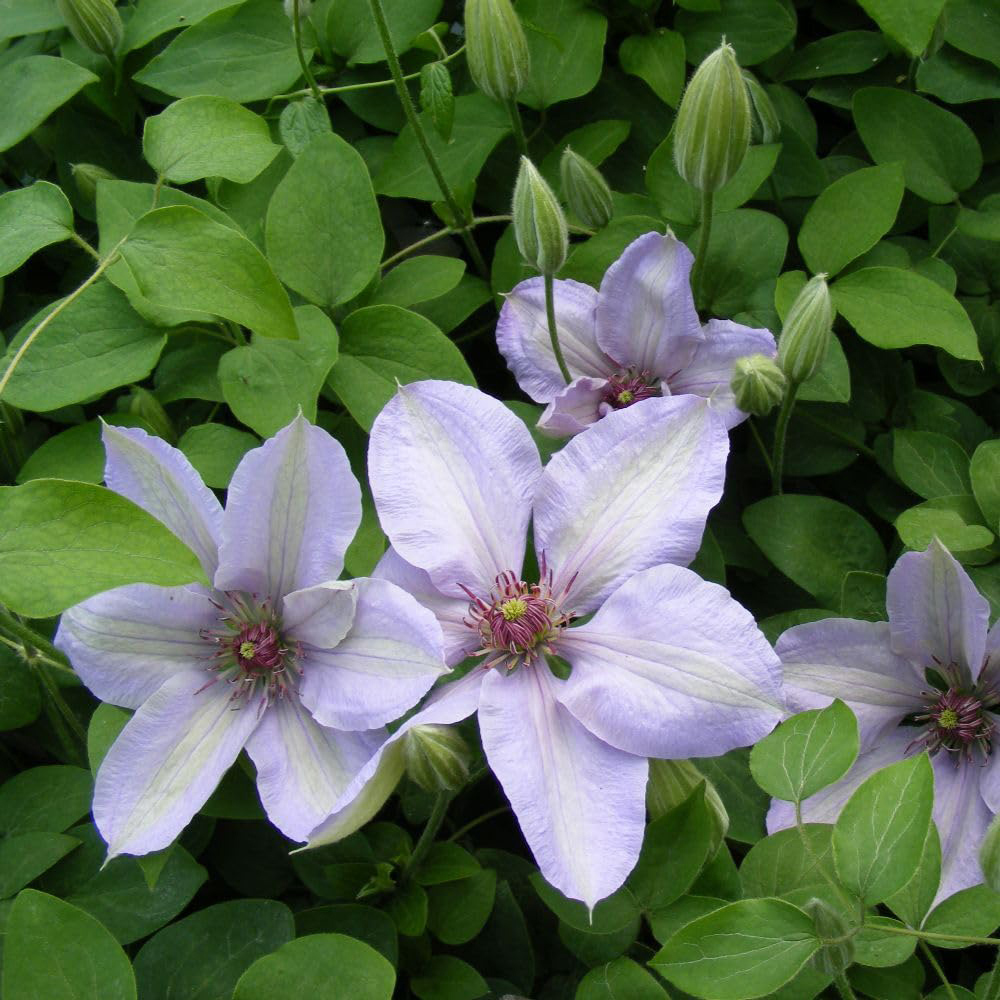 Thompson and Morgan Clematis Boulevard Bernadine Plant Pot 10.5cm 3 Pack Image 2