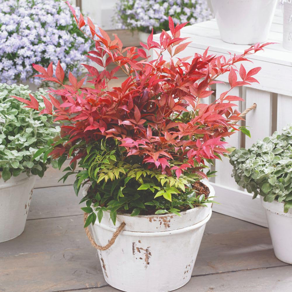 Thompson and Morgan Nandina Duo Plant Pot 9cm 2 Pack Image 6