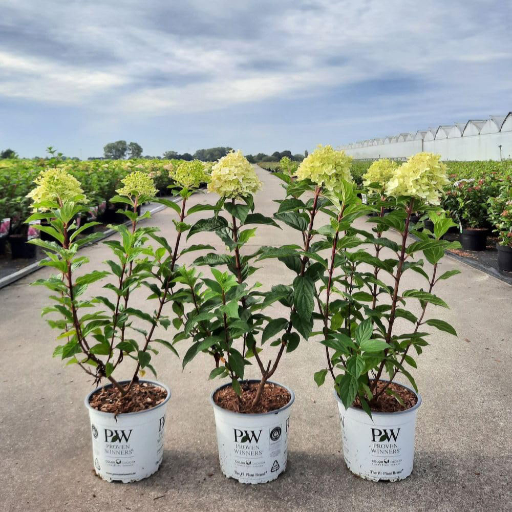 Thompson and Morgan Hydrangea Limelight Plant Pot 30L Image 3