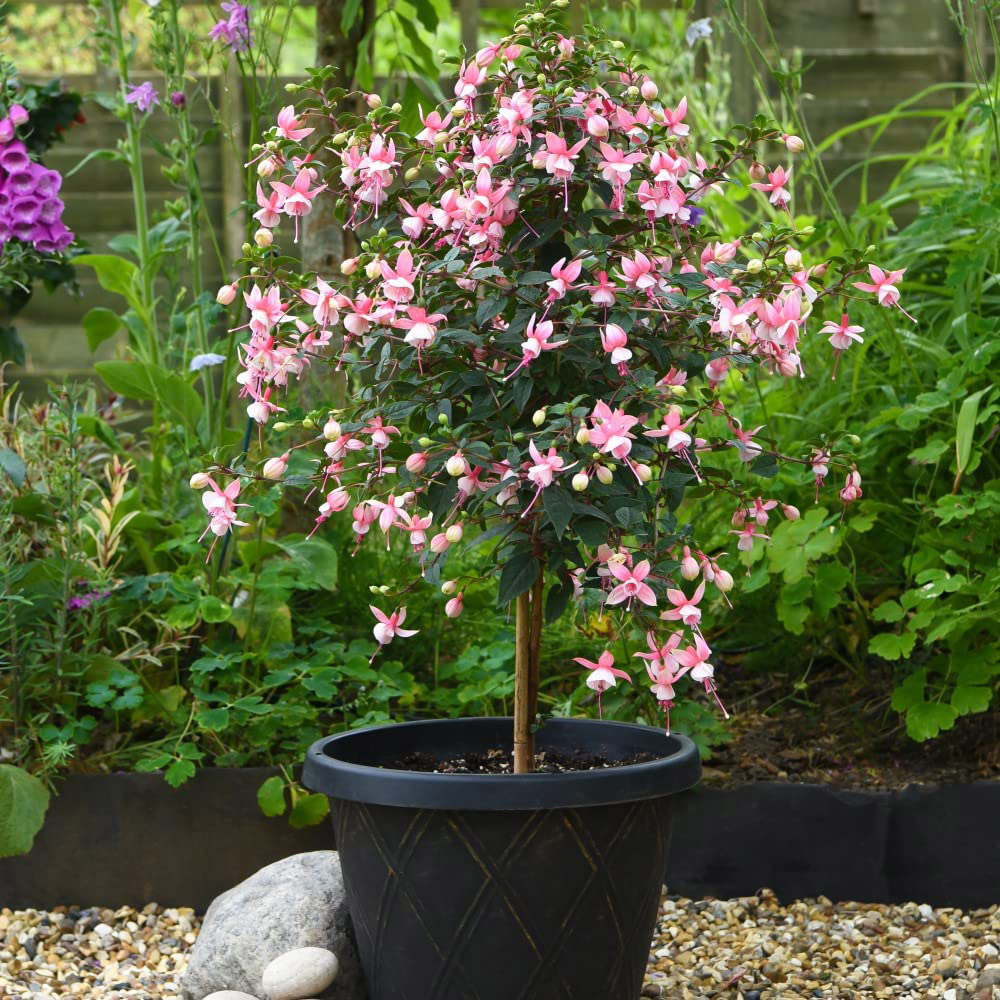 Thompson and Morgan Fuchsia Quarter Standard Elma Plant Pot 19cm 2 Pack Image 5