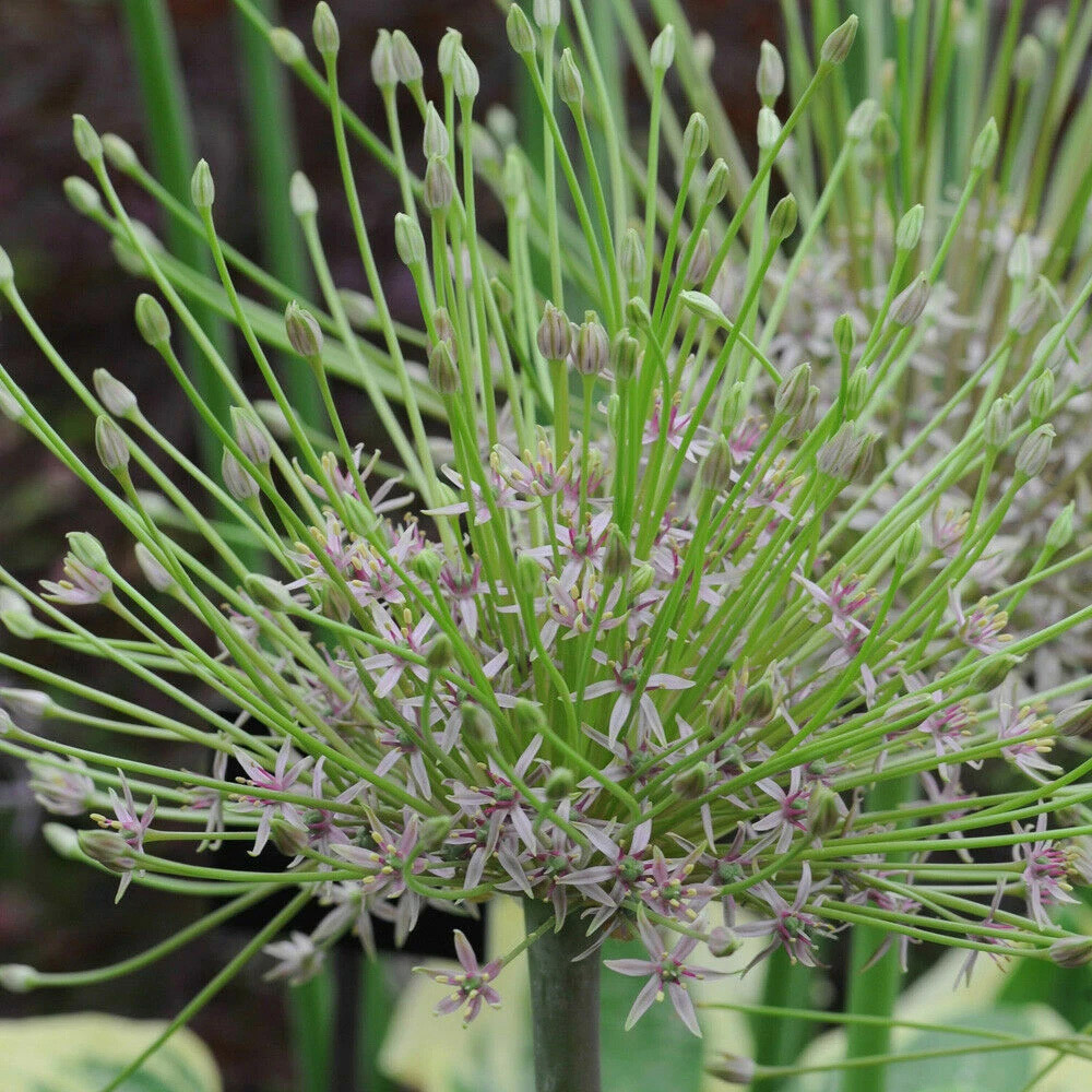 Thompson and Morgan Allium Schubertii Planting Bulb 3 Pack Image 3