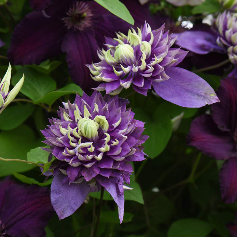 Thompson and Morgan Clematis Taiga Pot 9cm 2 Pack Image 3