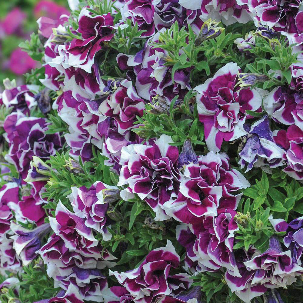Thompson and Morgan Petunia Tumbelina Frills and Spills Damson Ripple Postiplug Plant 10 Pack Image 2