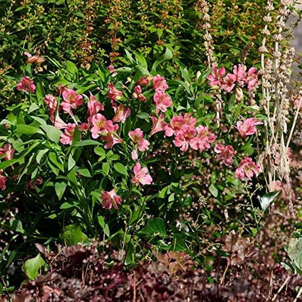 Thompson and Morgan Alstroemeria Summer Rose Plant Image 2