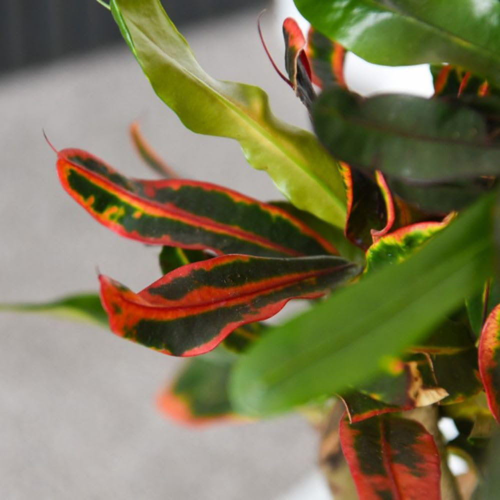 Thompson and Morgan Codiaeum Variegatum Mammi Potted Plant 17cm Image 3