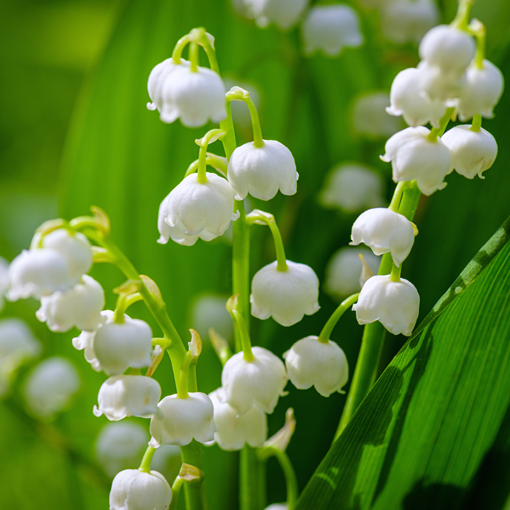 YouGarden Pink and White Convallaria Pip Collection 15 Pack Image 2