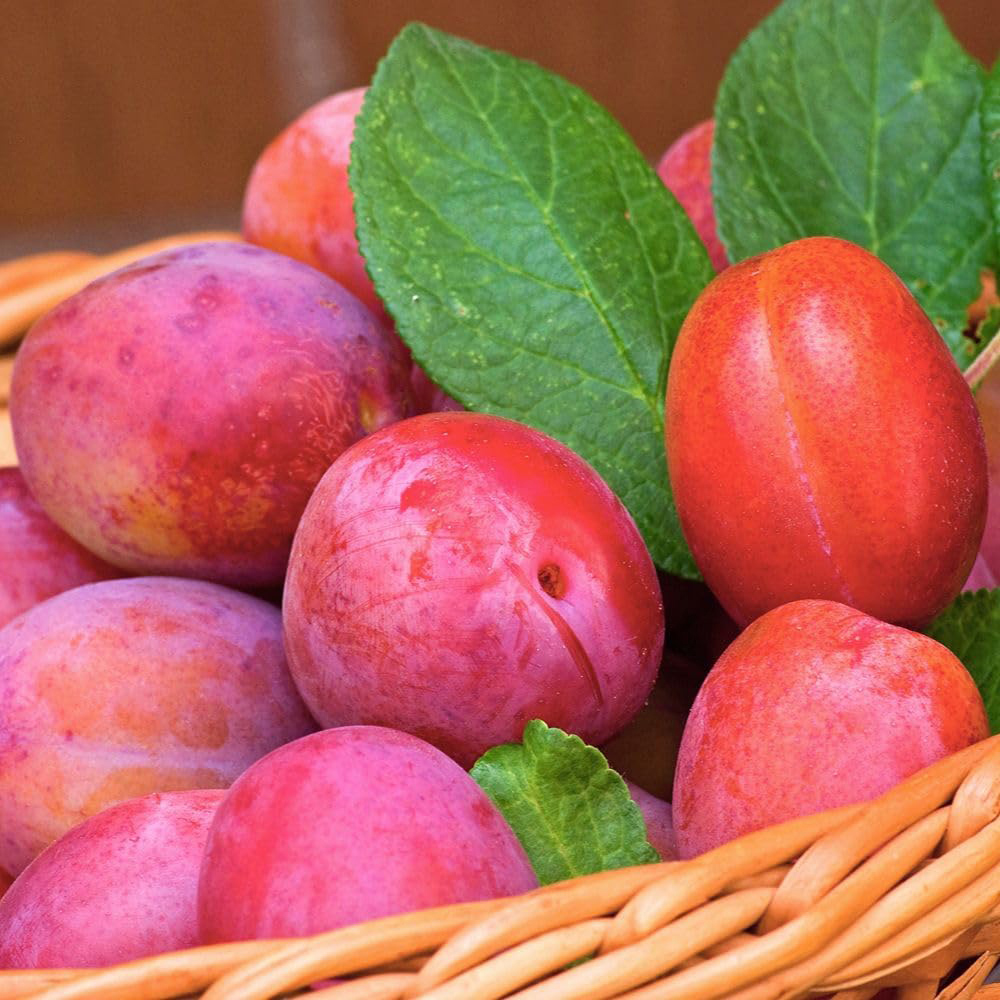 Thompson and Morgan Plum Prunus Victoria Espalier Plant Pot 5L 2 Pack Image 3