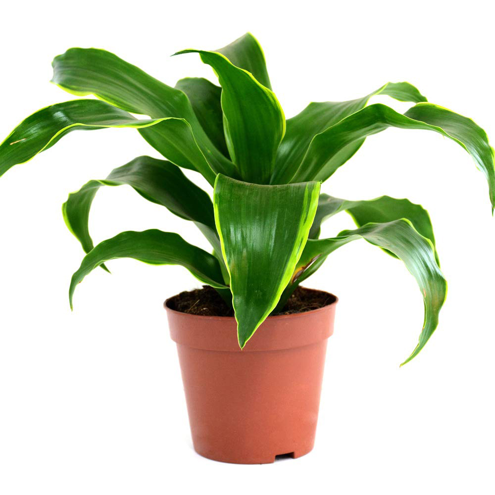 Thompson and Morgan Dracaena Fragrans Tornado Potted Plant 12cm Image 3