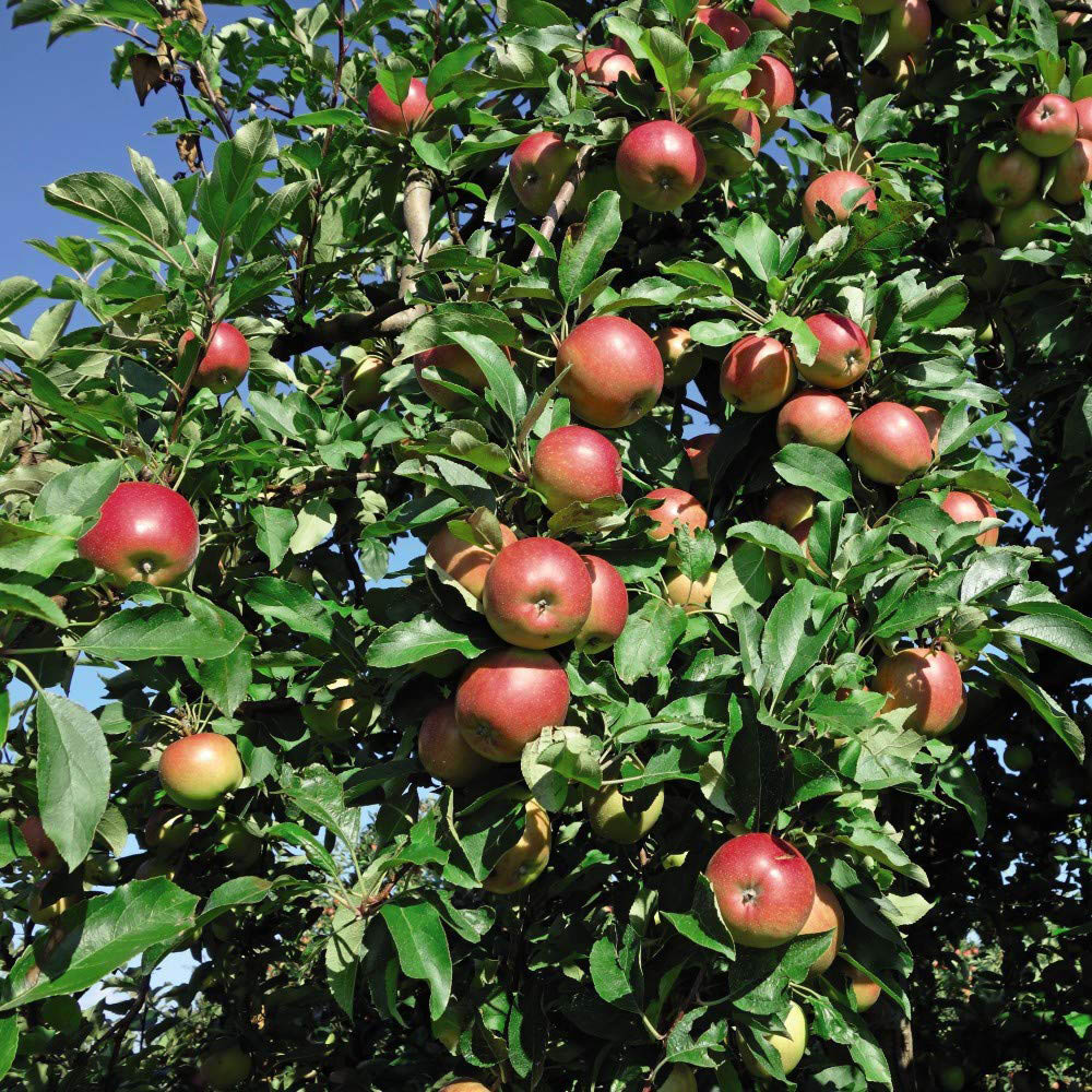 Thompson and Morgan Mini Apple Malus Gala Fruit Plant Pot 9cm Image 4
