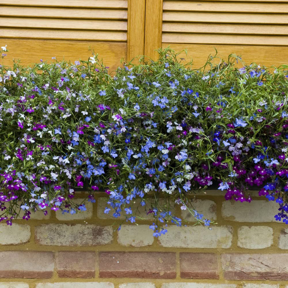 Thompson and Morgan Lobelia Ultra Cascade Imp Mix Garden Ready Plant 30 Pack Image 3