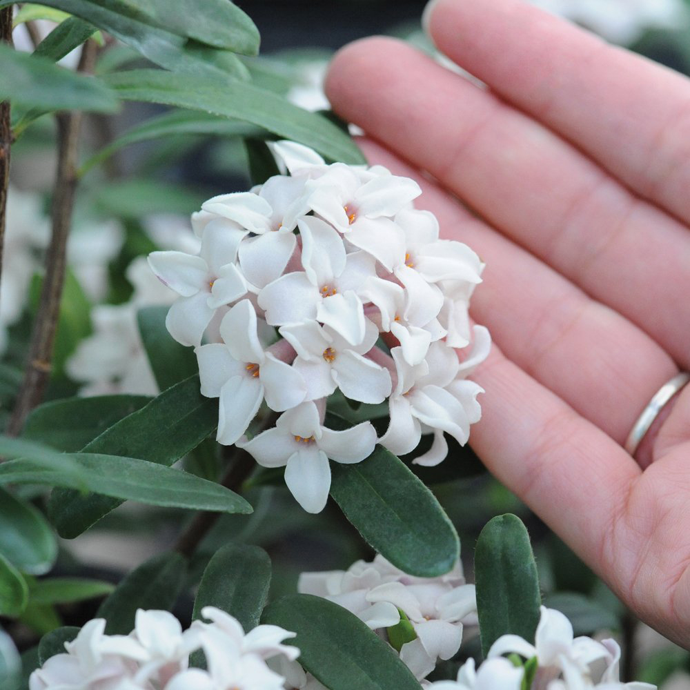 Thompson and Morgan Daphne Transatlantica Eternal Fragrance Blafra Pot 9cm Image 3