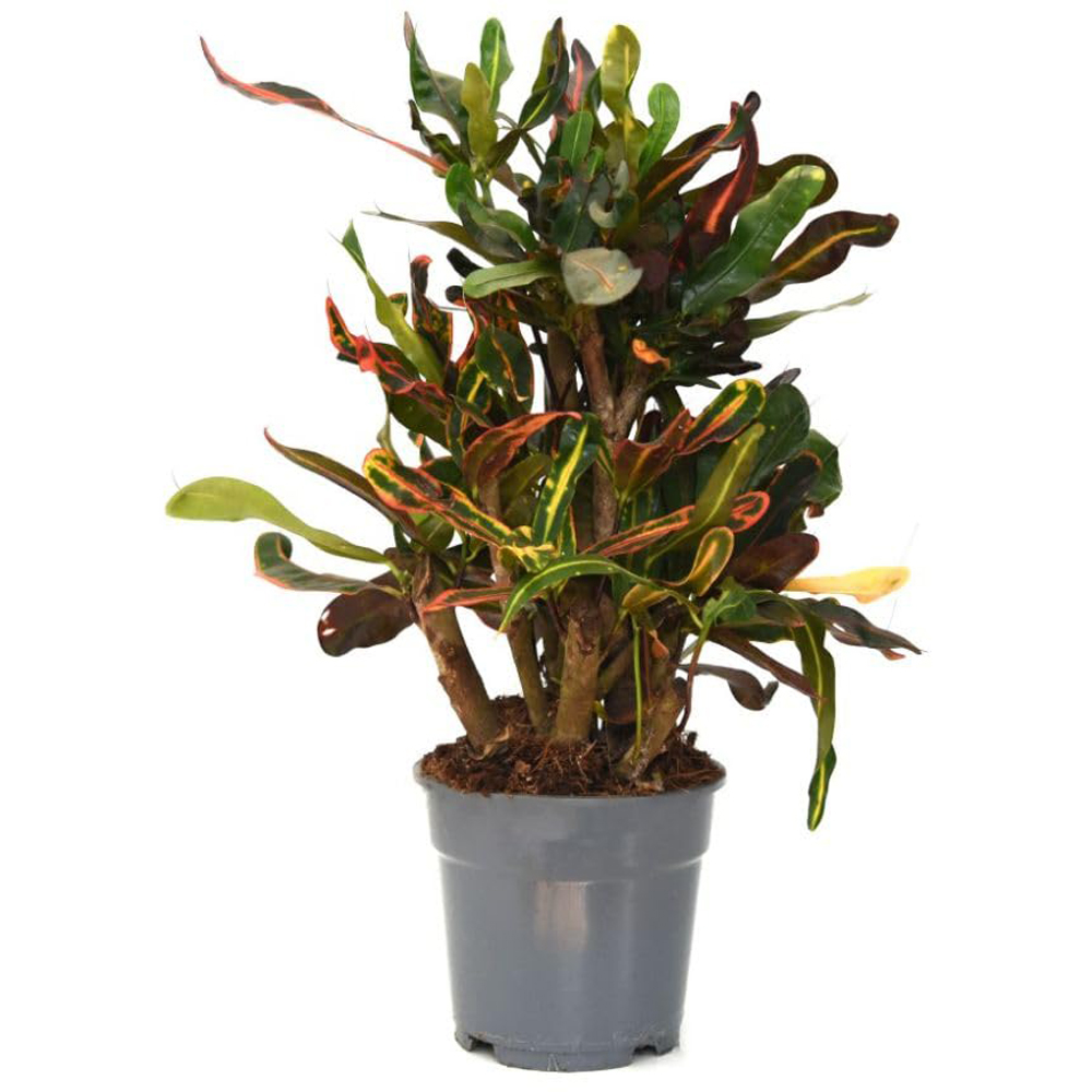 Thompson and Morgan Codiaeum Variegatum Mammi Potted Plant 17cm Image 2