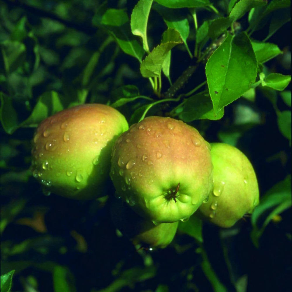 Thompson and Morgan Apple Malus Golden Delicious MM106 Plant Pot 12L Image 2