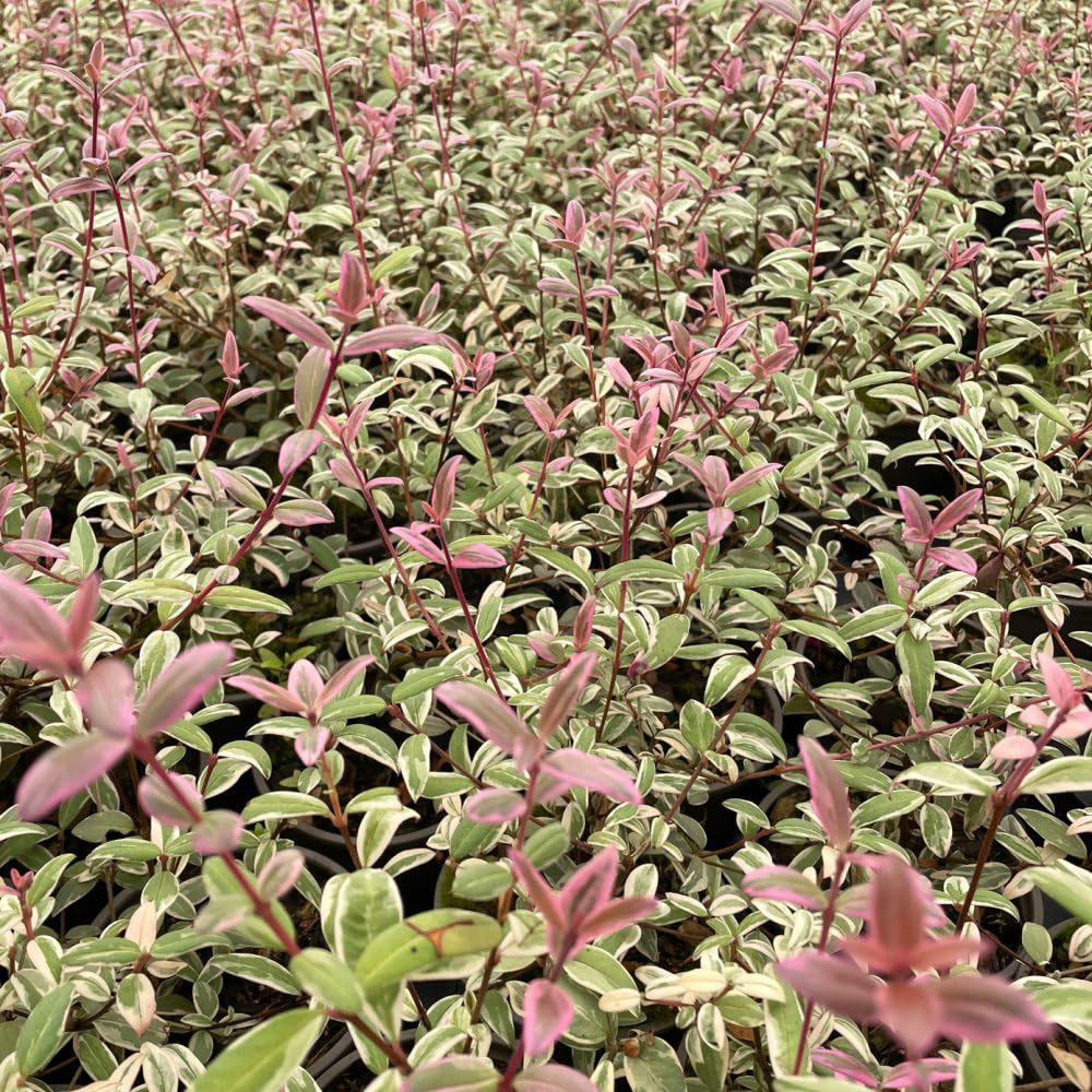 Thompson and Morgan Myrtus Guni Flambeau Chilean Guava Potted Plant 9cm Image 1