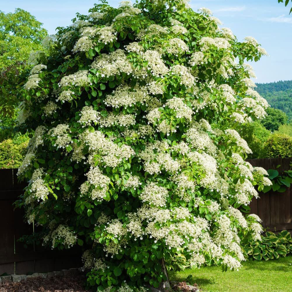 Thompson and Morgan Hydrangea Anomala Petiolaris Plant Pot 1.7L Image 3