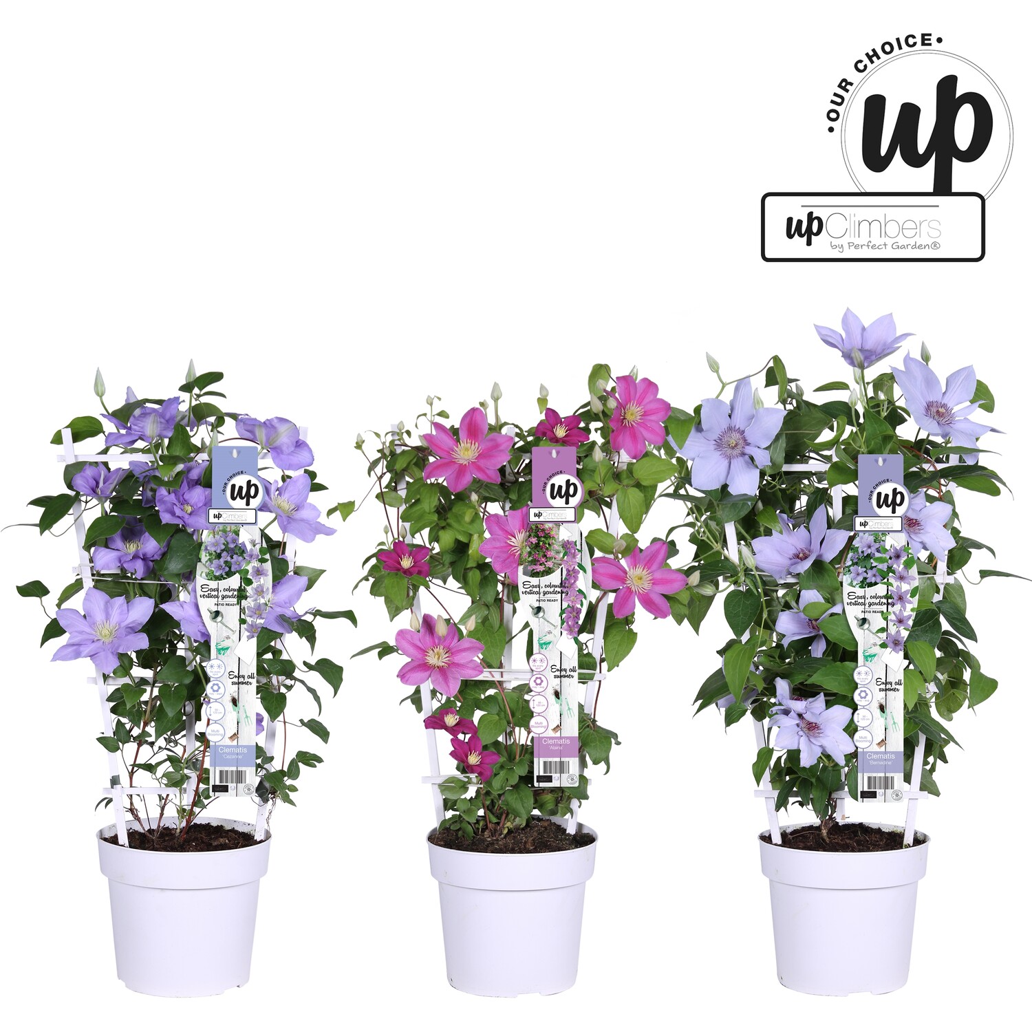 Clematis Raymond Evison - Blue Image