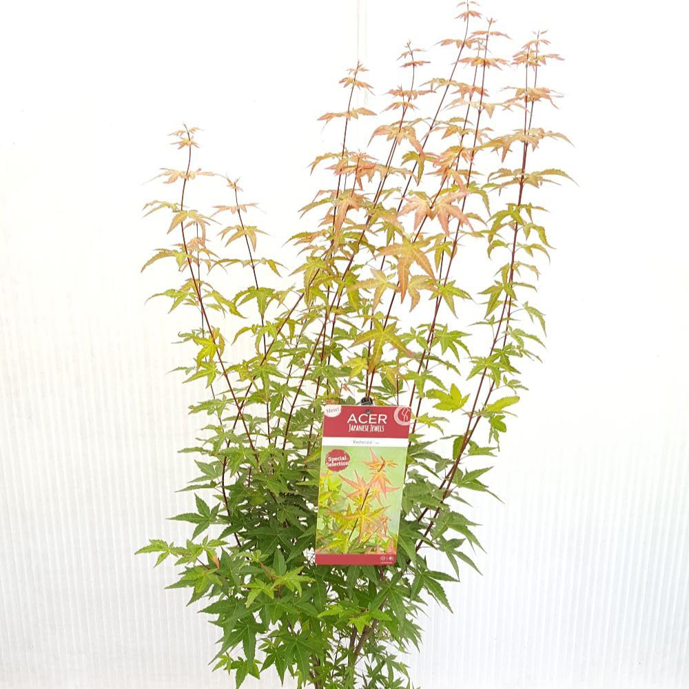 Thompson and Morgan Acer Palmatum Redwine Plant Pot 3L Image 3