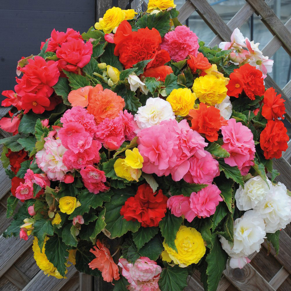 Thompson & Morgan Begonia Nonstop Mixed Tuber 10 Pack Image 4