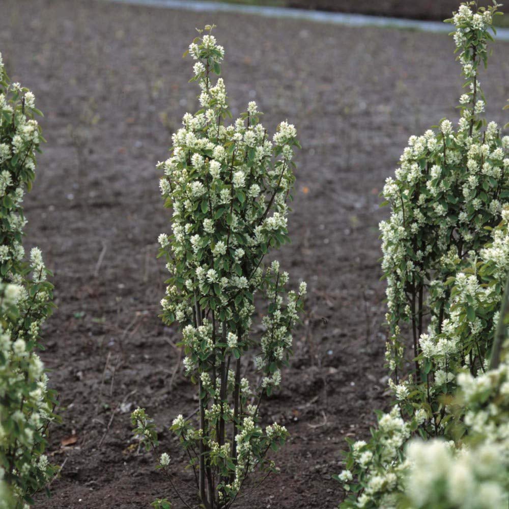 Thompson and Morgan Amelanchier Alnifolia Obelisk Plant Pot 3.6L 2 Pack Image 2