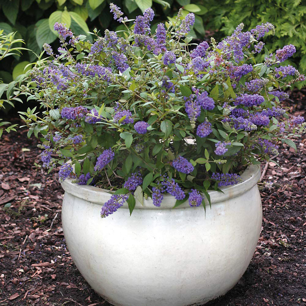 Thompson and Morgan Buddleja Blue Chip Plant Pot 3L 2 Pack Image 2