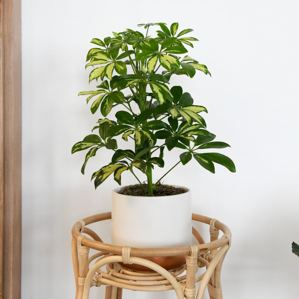 Thompson and Morgan Modern Home Houseplant Collection 3 Pack Image 2