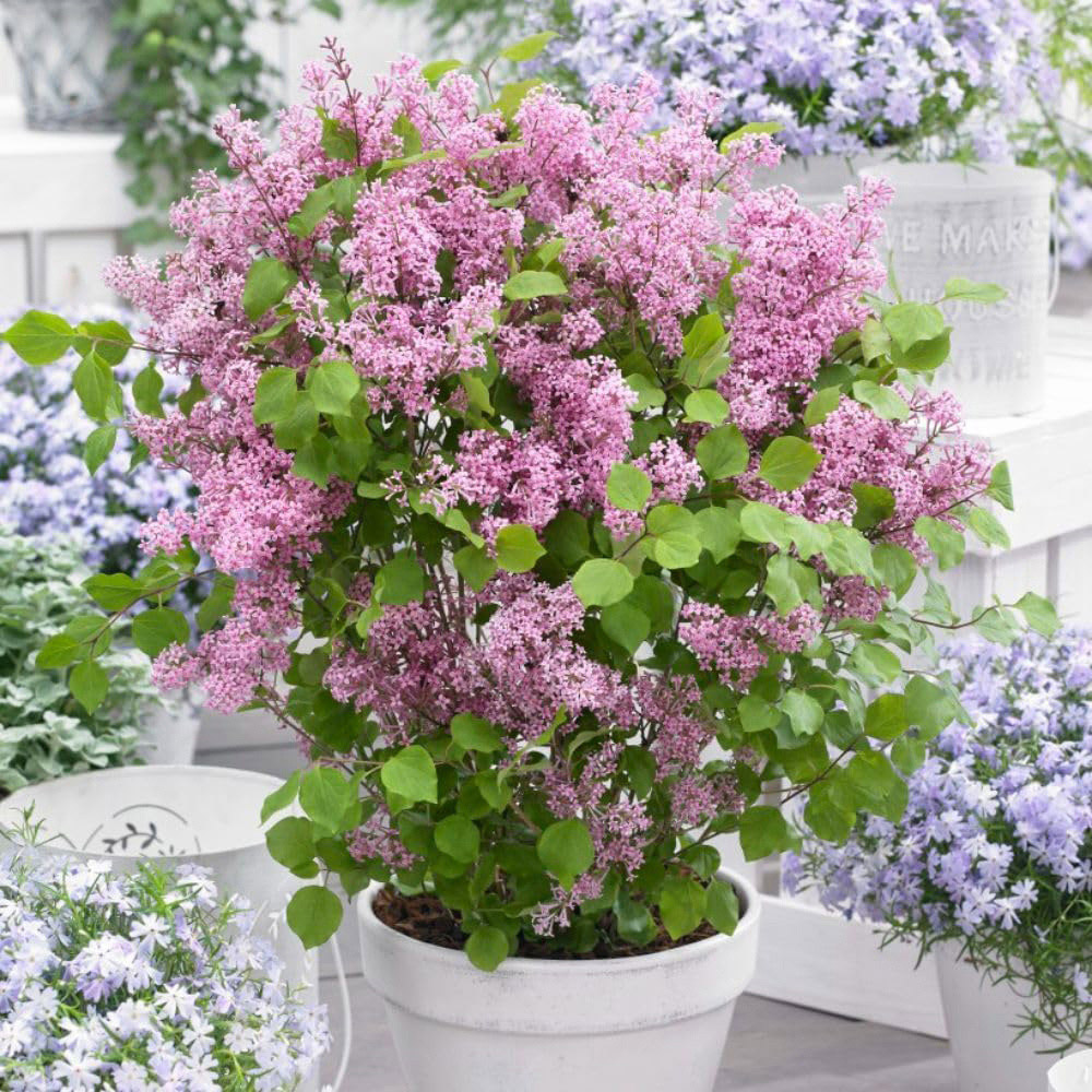 Thompson and Morgan Pink Syringa Meyeri Flowerfesta Plant Pot 3L Image 2