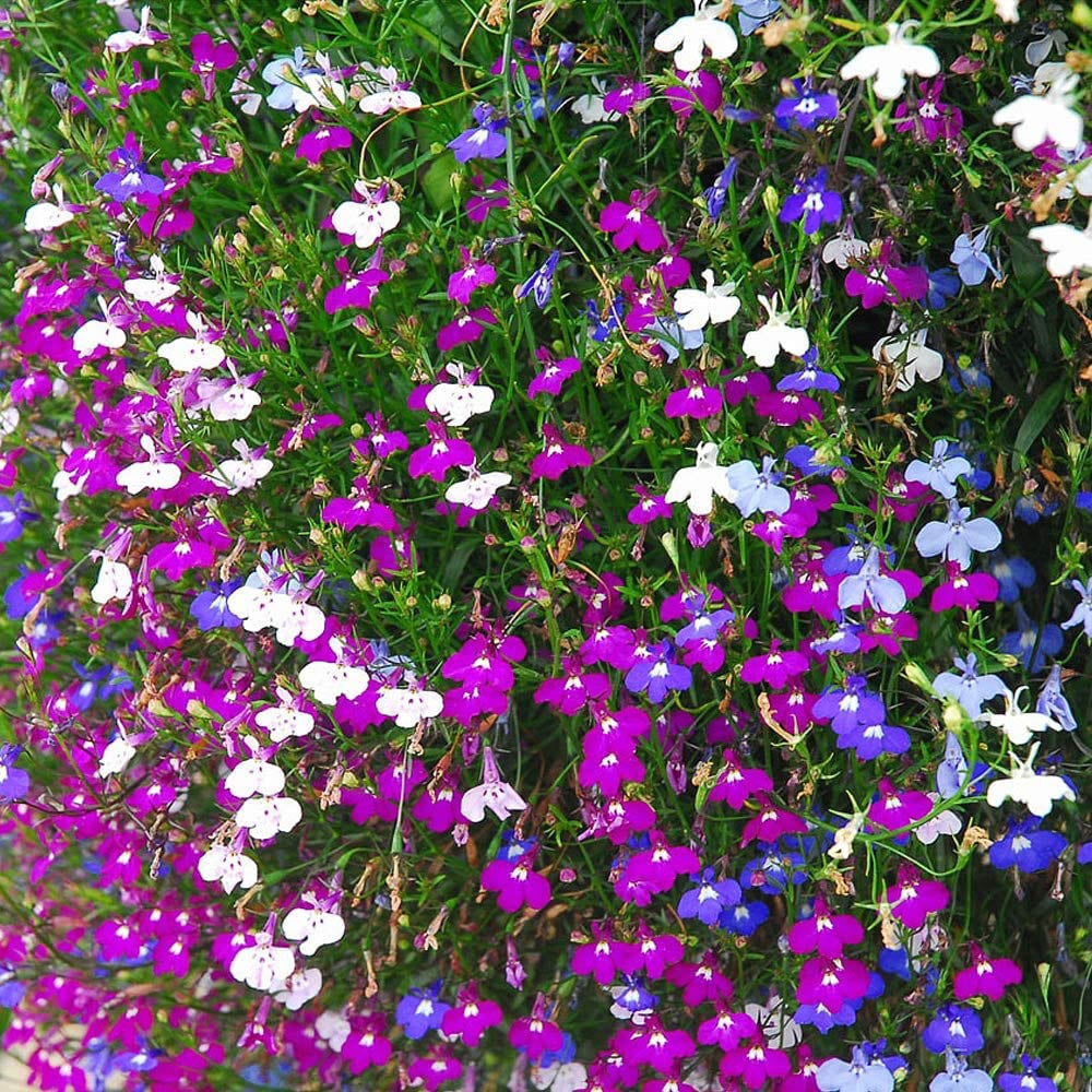 Thompson and Morgan Lobelia Ultra Cascade Imp Mix Garden Ready Plant 30 Pack Image 4