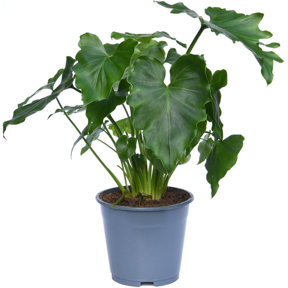 Thompson and Morgan Philodendron Shangri La Plant Pot 14cm Image 2