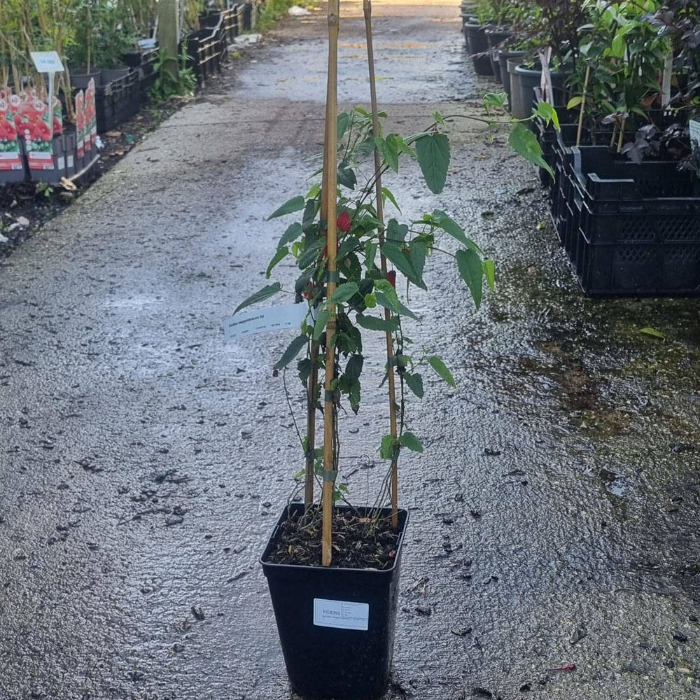 Thompson and Morgan Abutilon Mega Plantamicum Plant Pot 3L Image 4