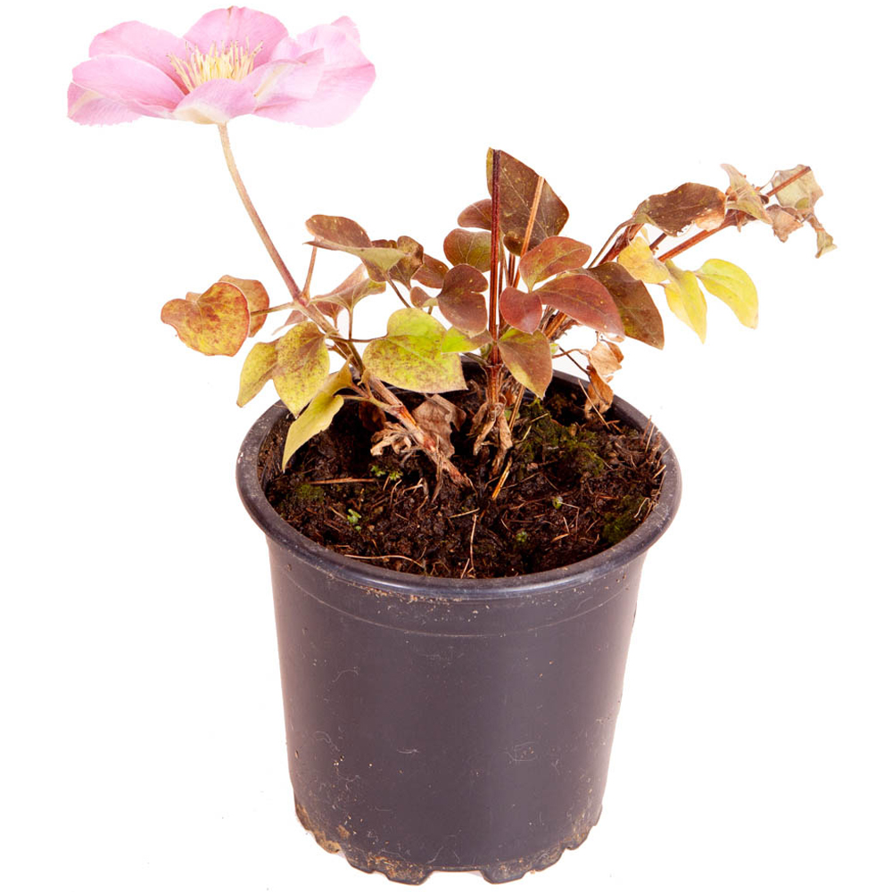 YouGarden Boulevard Patio Clematis Collection Plant Pot 3 Pack Image 7