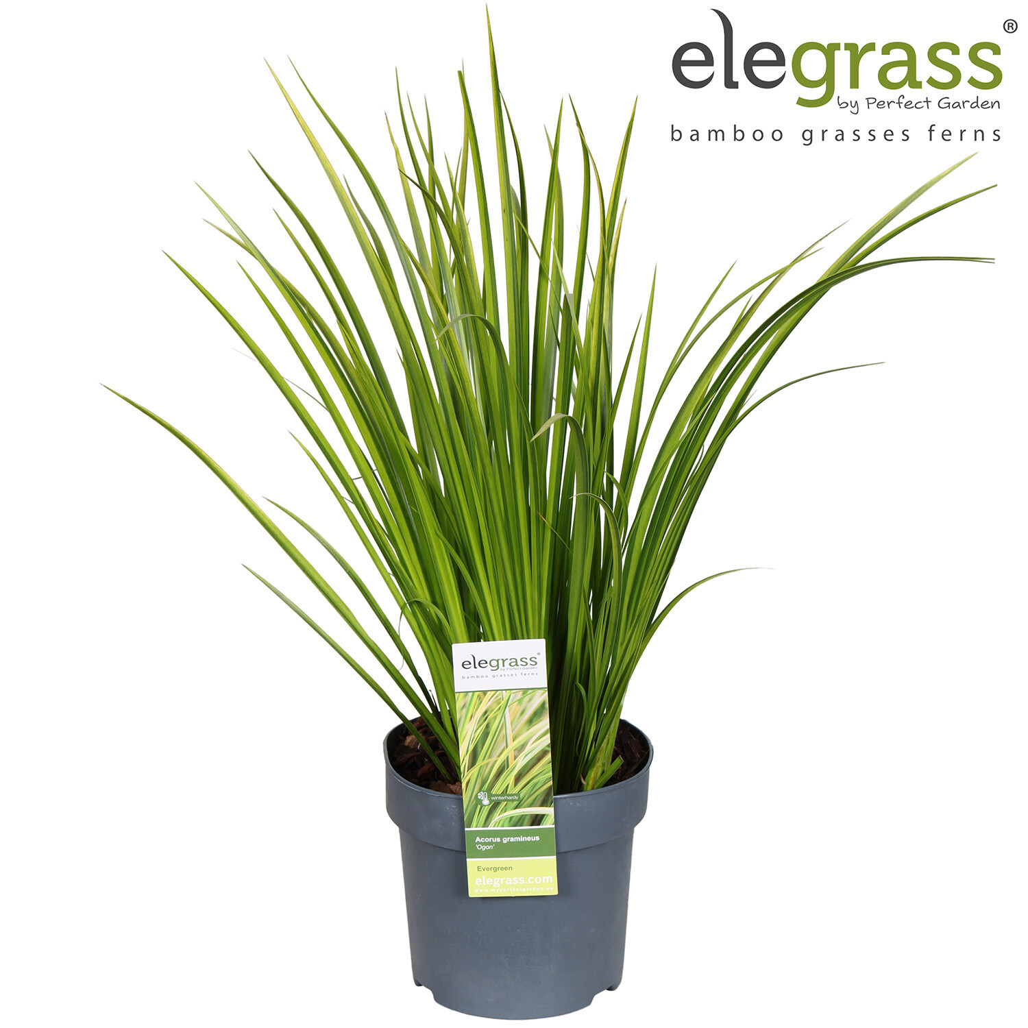 Acorus Gramineus  - Ogon Image