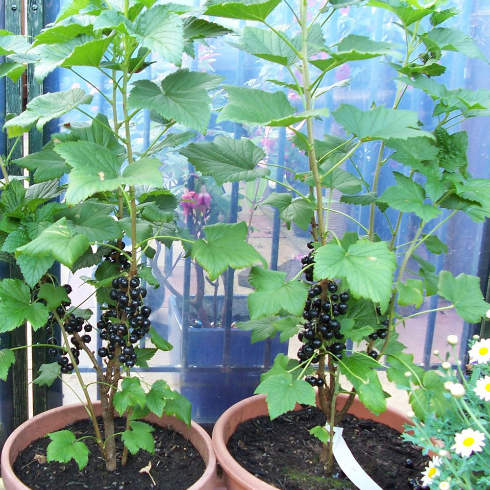 Thompson and Morgan Blackcurrant Ribes Ben Connan Plant Pot 3L Image 4