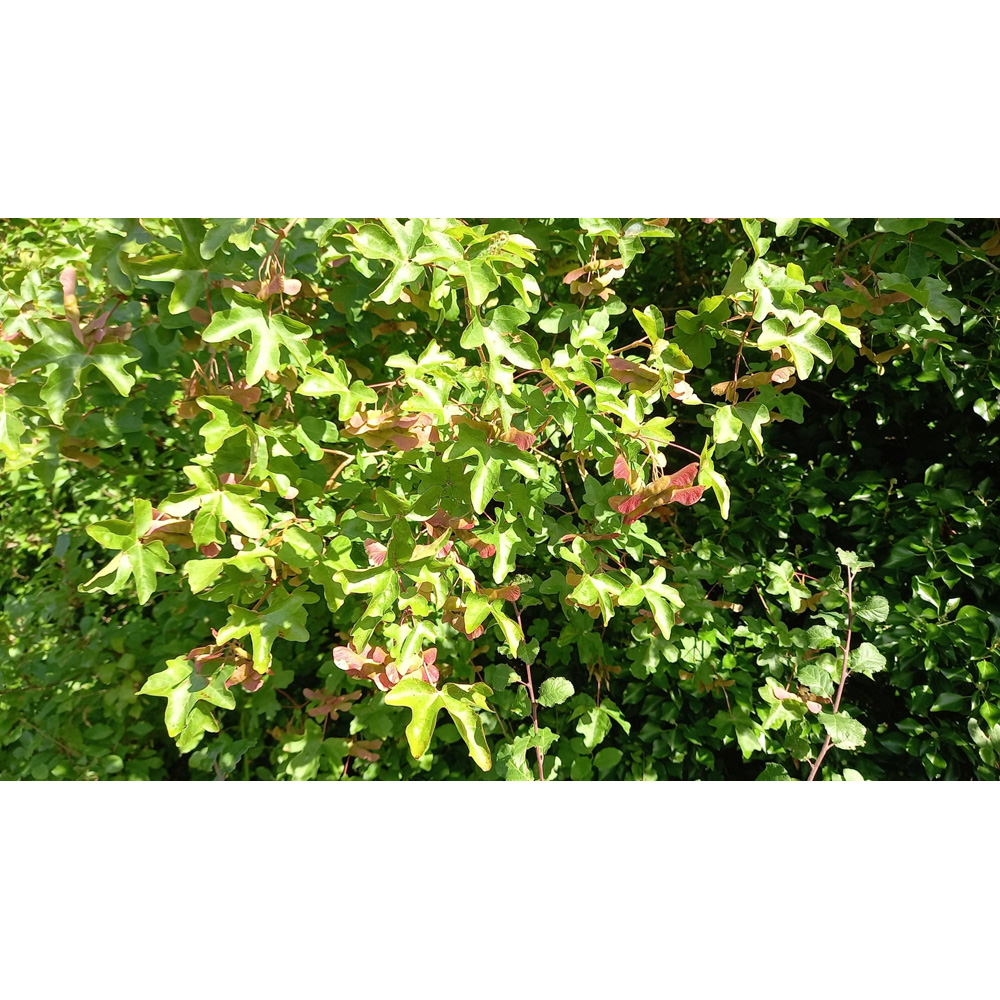 Inspirational Gifting Field Maple Bare Root Hedge Plant Saplings 3-4ft 10 Pack Image 5
