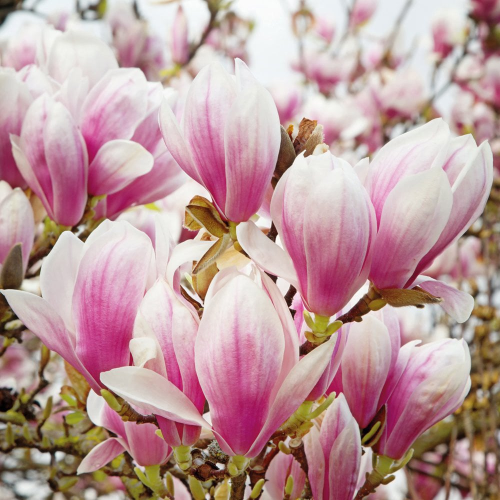 Thompson and Morgan Standard Magnolia Red Lucky Grafted Bare Root 2 Pack Image 1