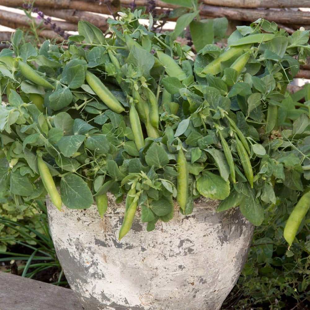 Thompson and Morgan Mr Men Pea Mini Muncher Seed Packet Image 2