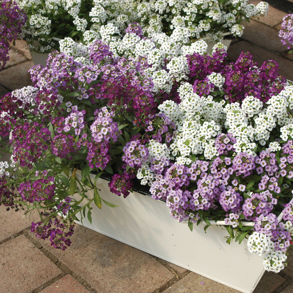 Thompson and Morgan Alyssum Clear Crystal Mixed Garden Ready Plant 15 Pack Image 3